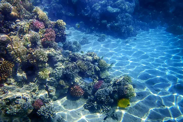 Recifes Coral Mar Vermelho Baía Makadi — Fotografia de Stock
