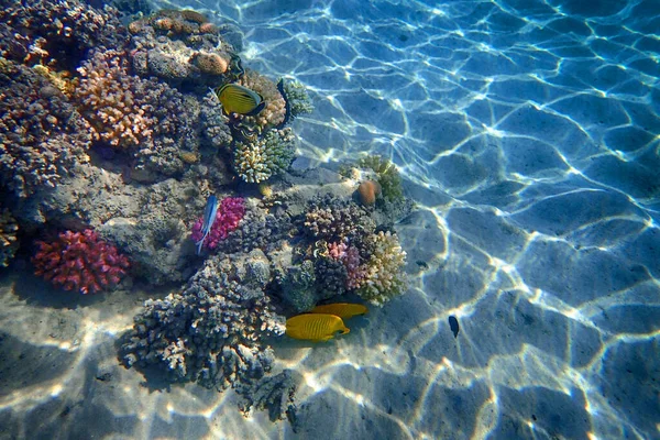 Arrecife Coral Del Mar Rojo Bahía Makadi — Foto de Stock