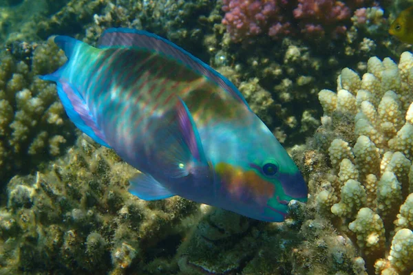 Mısır Daki Mercan Resifinden Papağan Balığı — Stok fotoğraf