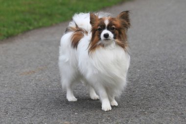 Parktaki küçük ve akıllı papillon köpek portresi.