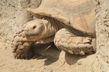 Evlerindeki yaşlı kaplumbağa dışarı bakıyor.