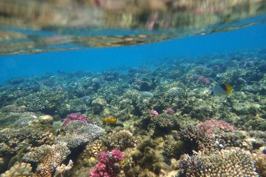 Kızıl denizden mercan kayalıkları, makadi körfezi. 