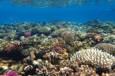 Kızıl denizden mercan kayalıkları, makadi körfezi. 