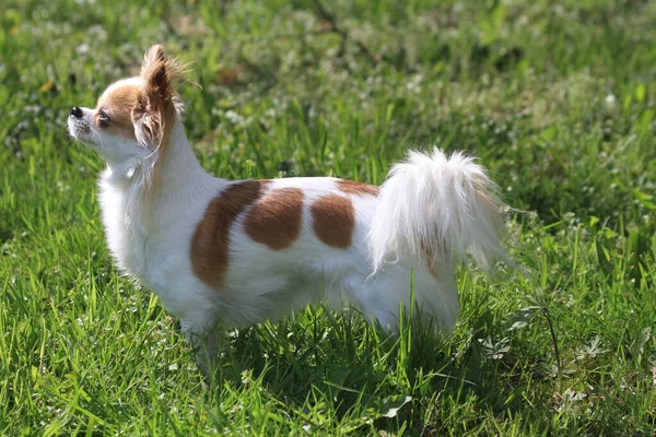 Young Longhair Chihuahua Green Grass — Stock Photo, Image
