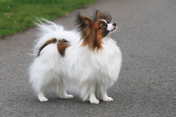 公園内の小さくてスマートなパピロン犬の肖像画 — ストック写真