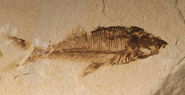 Fisch Fossile Textur Als Schöner Natürlicher Hintergrund — Stockfoto