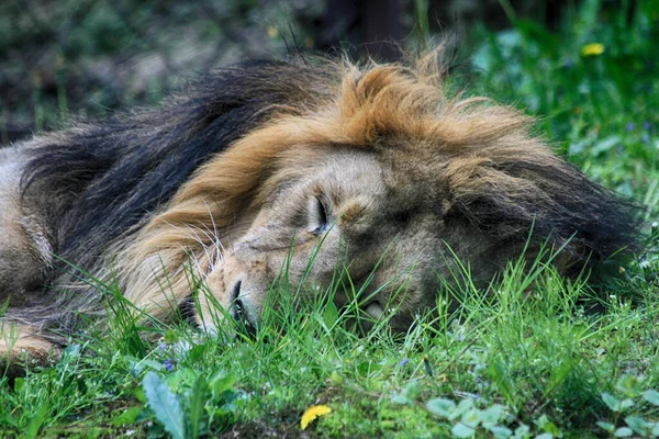 Leão Está Dormindo Grama Verde Como Animal Muito Agradável — Fotografia de Stock
