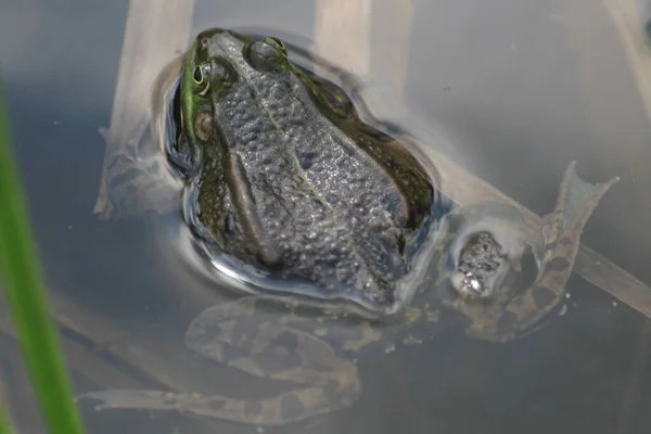 Πράσινος Βάτραχος Στο Νερό Της Λίμνης — Φωτογραφία Αρχείου