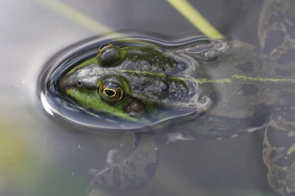 Πράσινος Βάτραχος Στο Νερό Της Λίμνης — Φωτογραφία Αρχείου