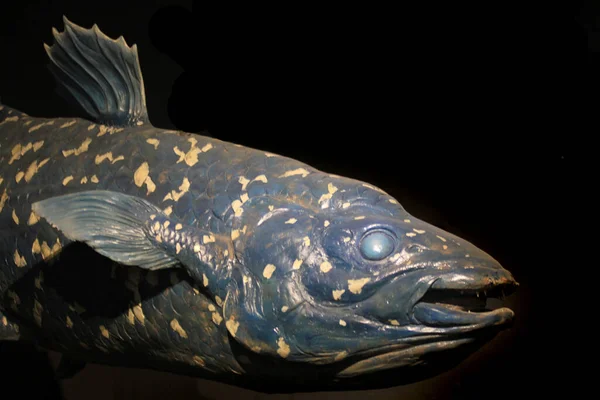 Латимерійська Риба Ізольована Чорному Тлі — стокове фото