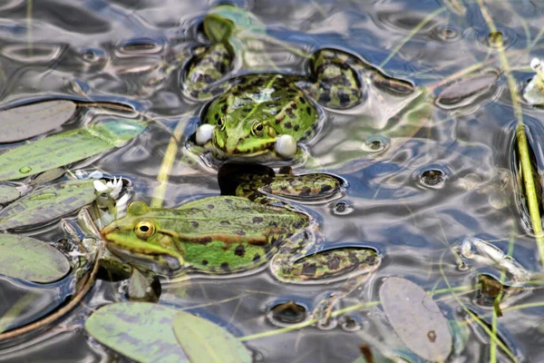 湖水中的绿色青蛙 — 图库照片