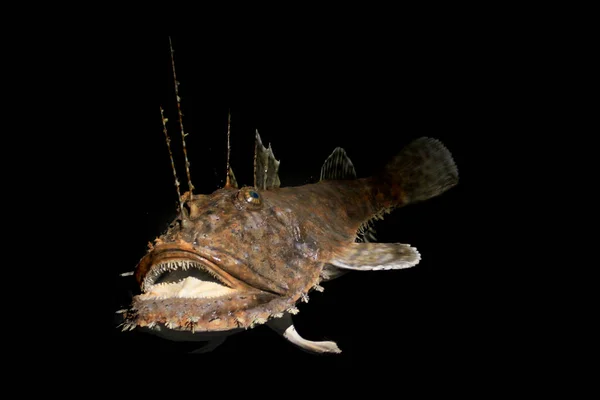 Монстрова Риба Глибокого Океану Ізольована Чорному Тлі — стокове фото