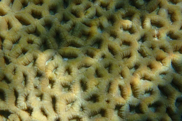 Texture Naturale Corallo Dal Mare Rosso — Foto Stock