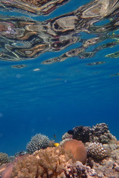 Коралловый Риф Красного Моря Залив Макади — стоковое фото