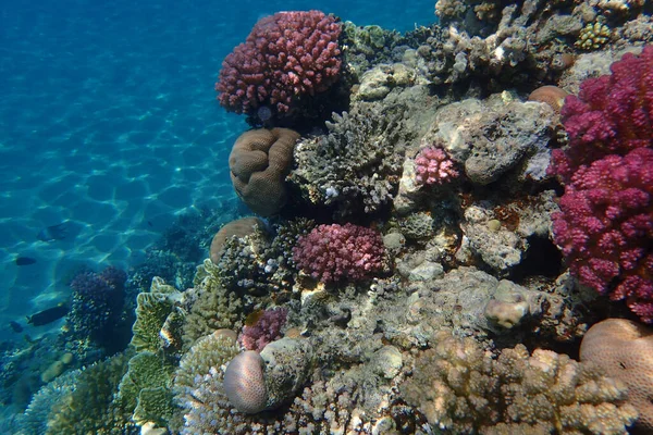 Recifes Coral Mar Vermelho Baía Makadi — Fotografia de Stock