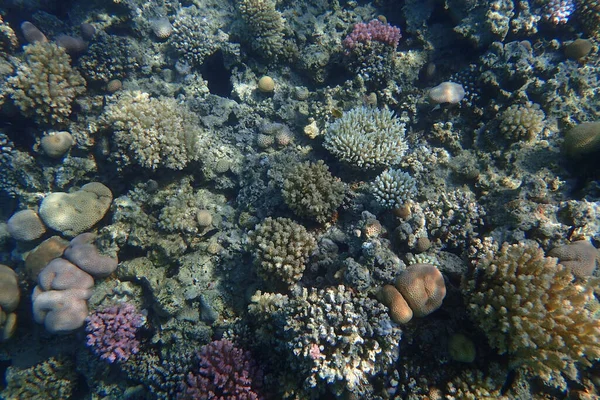 Korallenriff Vom Roten Meer Makadi Bucht — Stockfoto