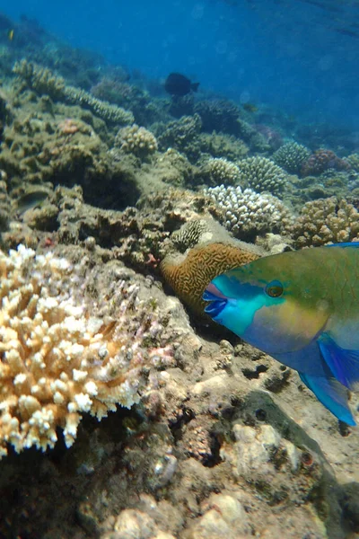Рыба Попугай Кораллового Рифа Египта — стоковое фото