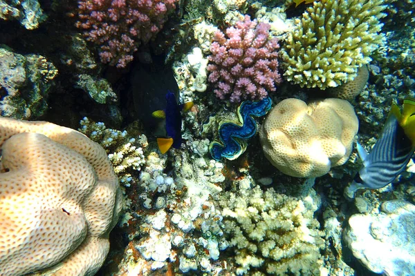 Кораловий Риф Червоного Моря Бухта Макаді — стокове фото