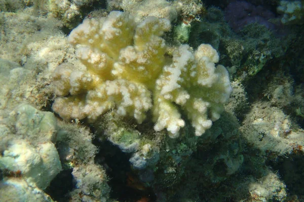 Naturlig Korall Struktur Från Det Röda Havet — Stockfoto