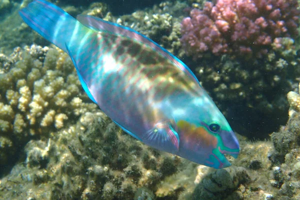 Parrot Fish Coral Reef Egypt — Stock Photo, Image
