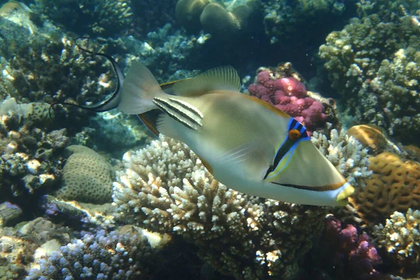 Риба Пікассо Коралами Червоного Моря — стокове фото