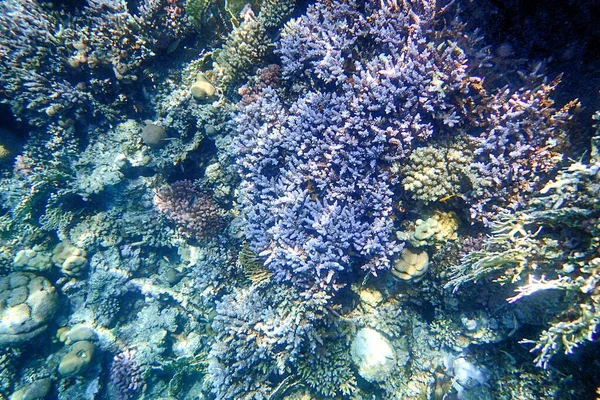 Koraalrif Van Rode Zee Makadi Baai — Stockfoto