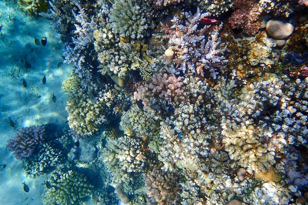 Κοραλλιογενής Ύφαλος Από Την Ερυθρά Θάλασσα Κόλπος Μακάντι — Φωτογραφία Αρχείου