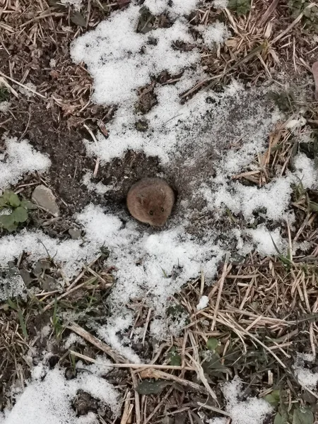 早春の穴の中のネズミ — ストック写真
