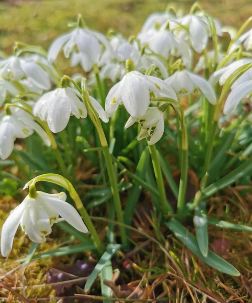 Krople Śniegu Kwiaty Wiosną Jako Ładne Tło Natury — Zdjęcie stockowe
