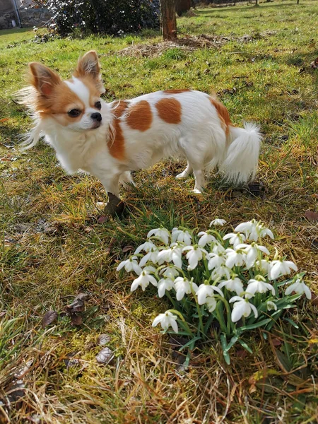 Pequeno Chihuahua Primeira Primavera Flores Gota Neve — Fotografia de Stock