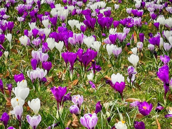 クロッカスの花の質感はとてもいい春の背景として — ストック写真