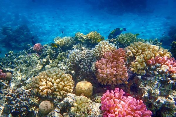 Koraalrif Van Rode Zee Makadi Baai Stockfoto