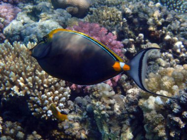 bluespine unicornfish (naso unicornis) kızıl denizi