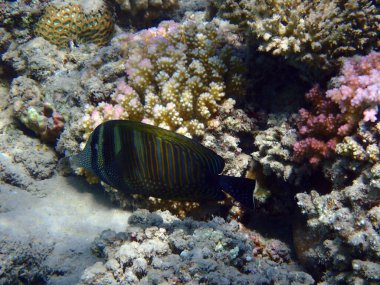 Makadi Körfezi, Mısır 'daki Kızıl Deniz Mercan Resifi, 