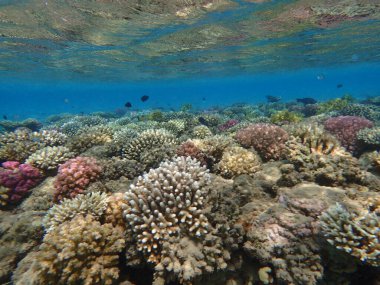 Makadi Körfezi, Mısır 'daki Kızıl Deniz Mercan Resifi, 