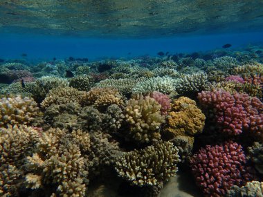 Makadi Körfezi, Mısır 'daki Kızıl Deniz Mercan Resifi, 