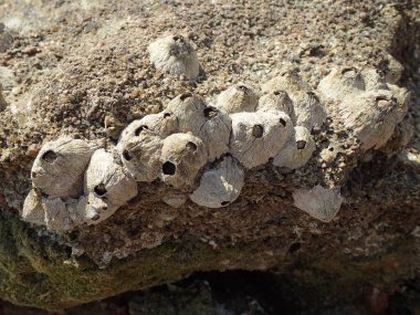 Kızıldeniz 'den gelen sirripedi su hayvanı Mısır