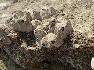 Kızıldeniz 'den gelen sirripedi su hayvanı Mısır