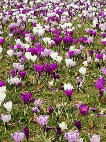 Textura Flores Croco Como Fundo Primavera Muito Agradável — Fotografia de Stock