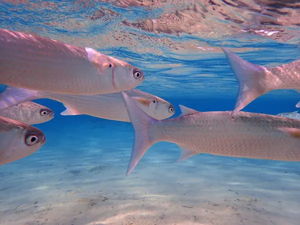 Milchfisch Roten Meer Sucht Nahrung — Stockfoto