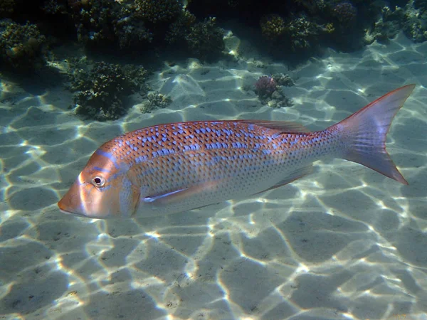 Lethrinus Nebulosus Fisk Från Röda Havet — Stockfoto