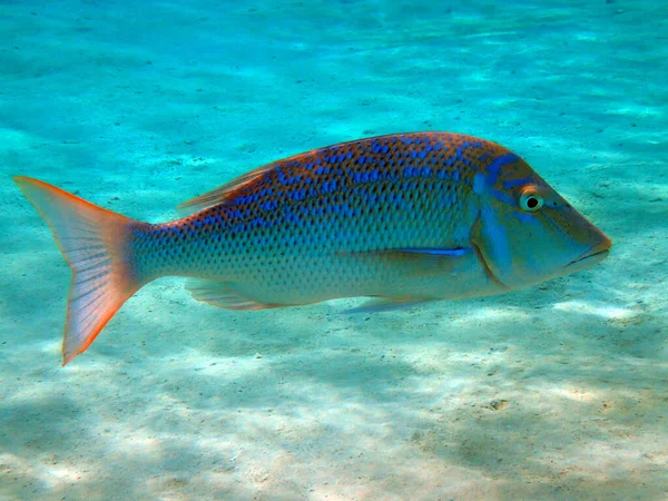 Lethrinus Nebulosus Fische Aus Dem Roten Meer — Stockfoto