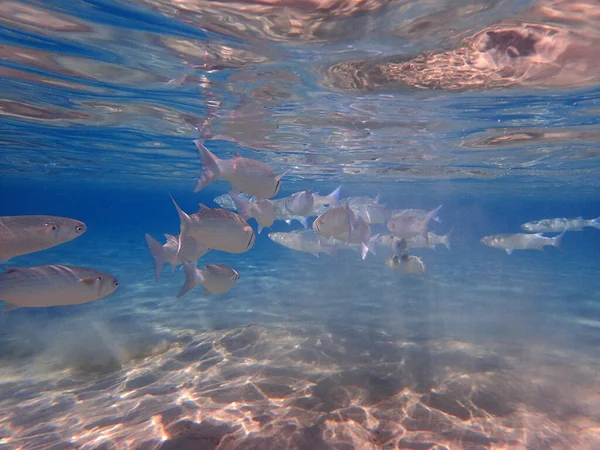 Mjölkfiskar Röda Havet Letar Efter Lite Mat — Stockfoto