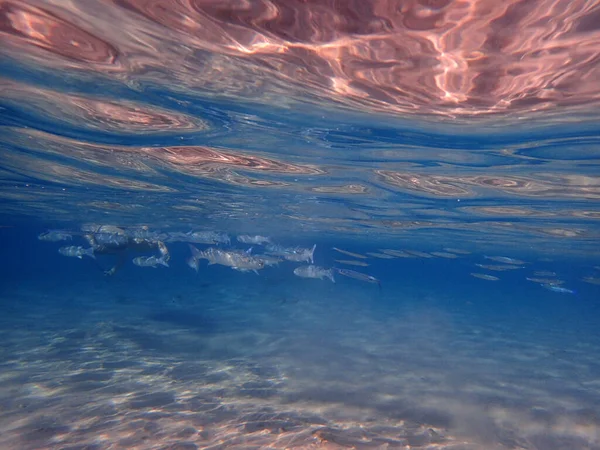 Milkfish Mar Rojo Está Buscando Algo Comida —  Fotos de Stock