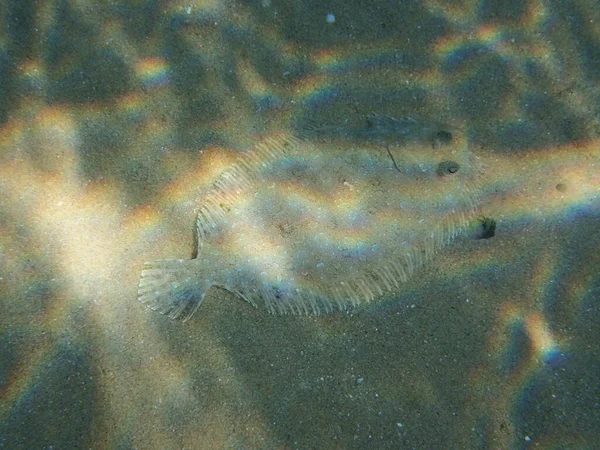 Musa Tek Balığı Pardachirus Marmoratus Ayaz Denizi Nde Kamufle Oldu — Stok fotoğraf