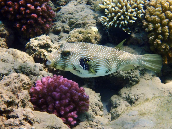 Vitfläckig Blåsfisk Arothron Hispidus Från Röda Havet — Stockfoto