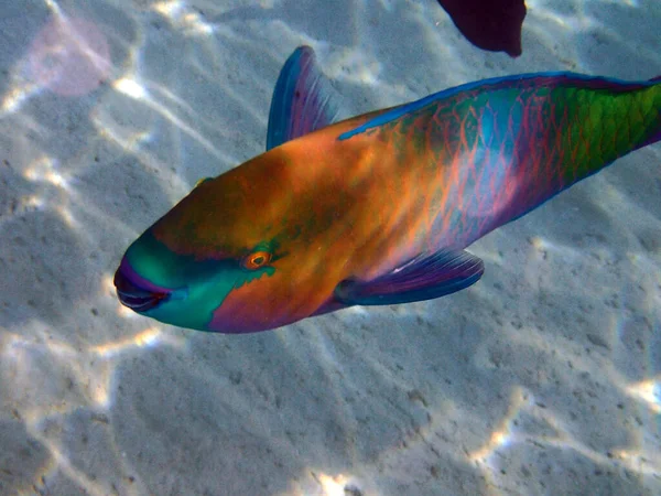 Mısır Dan Gelen Papağan Balığı Güzel Bir Kızıl Deniz Hayvanı — Stok fotoğraf