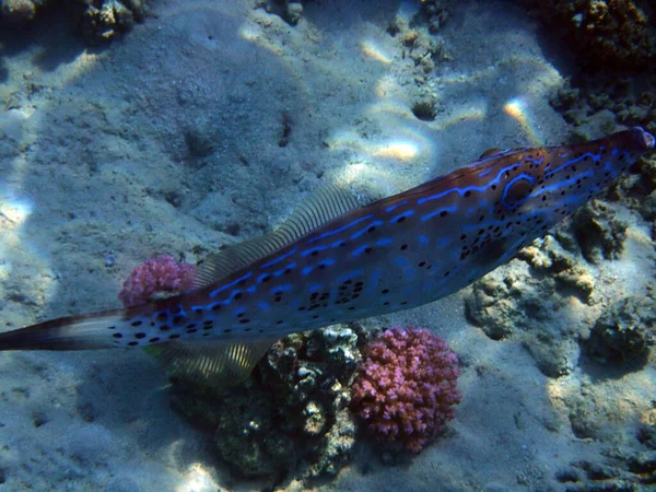 Čmáranice Filefish Aluterus Scriptus Červeného Moře — Stock fotografie