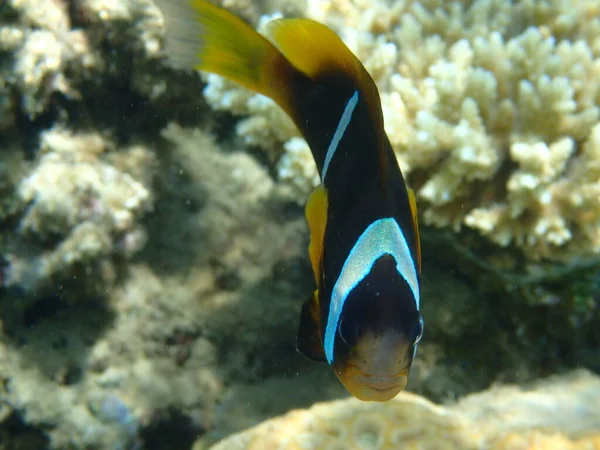 stock image cmall clown fish in the Red sea near the beach