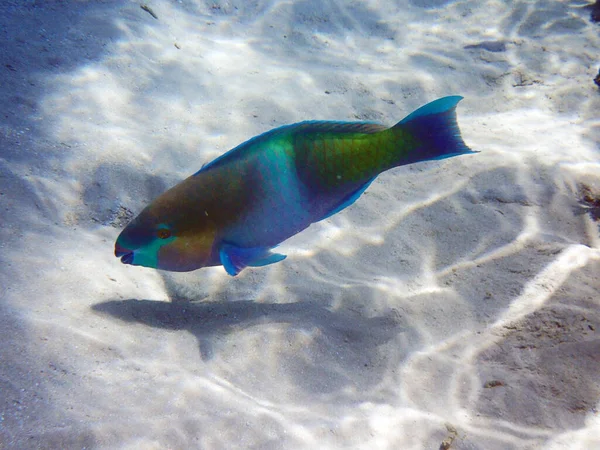Papegøje Fisk Fra Egypten Som Flot Rødt Havdyr - Stock-foto
